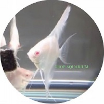 Albino Dantum Angel