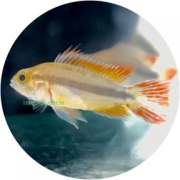 Apistogramma cacatuoides double red