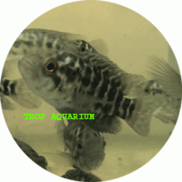 Managuense cichlid