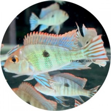 Tapajos Orange Head