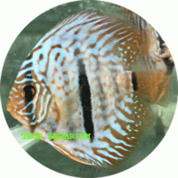 Checkerboard discus