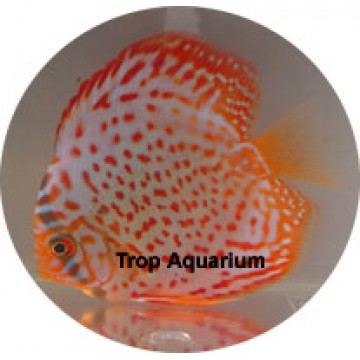 Leopard discus