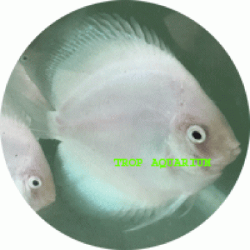 White diamond discus