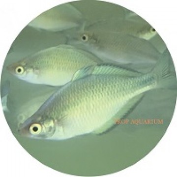 Lake kutubu rainbowfish