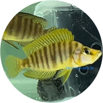 Altolamprologus compressiceps gold