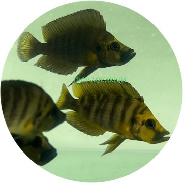 Altolamprologus compressiceps gold head