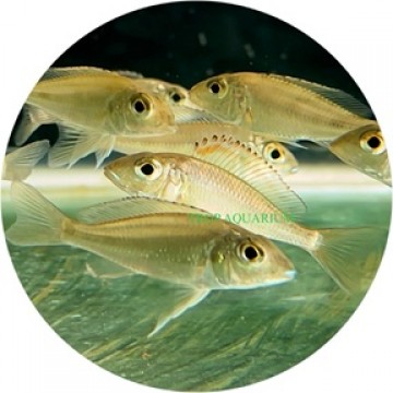 Callochromis pleurospilus