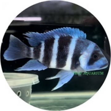 Cyphotilapia frontosa blue moba [WC]