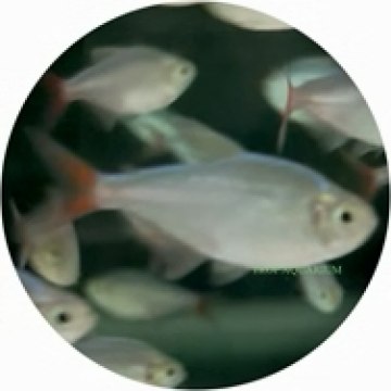 Colombian redfin tetra