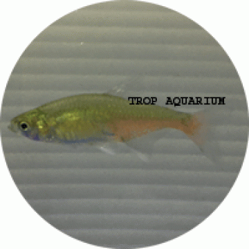 Green fire/red belly tetra