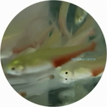 Green fire/red belly tetra