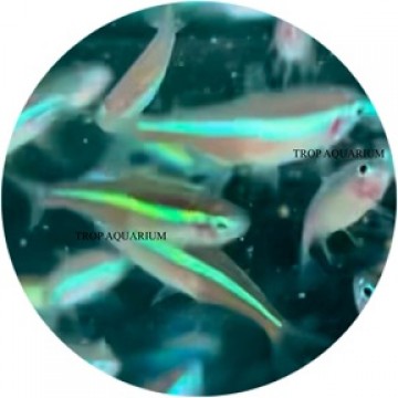 Neon green tetra
